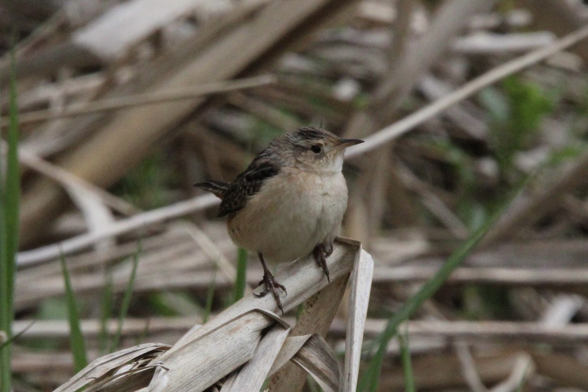 Sedge Wren - ML635328689