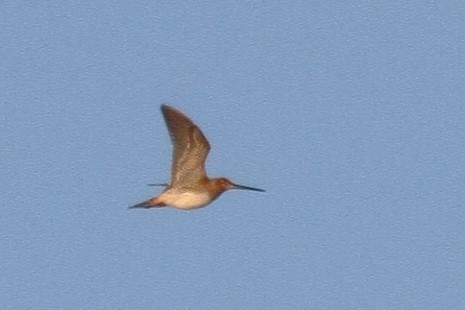 Common Snipe - ML635328758