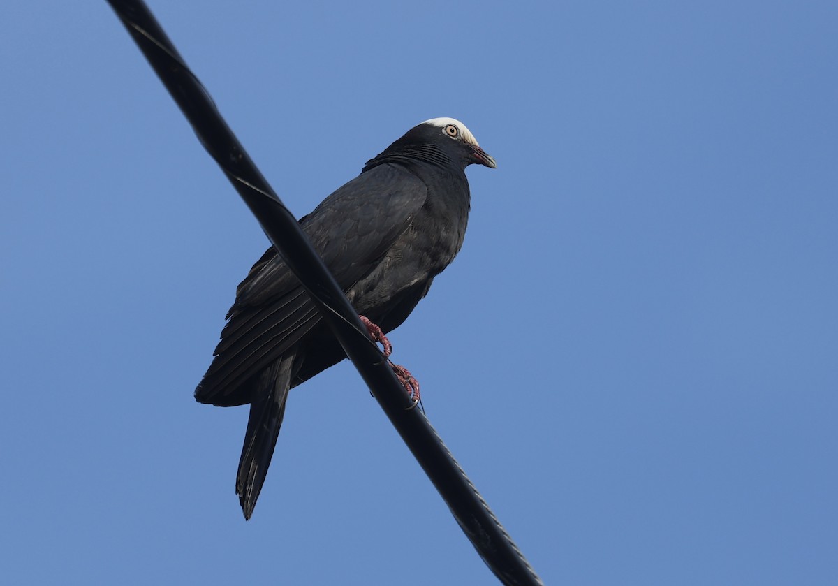 White-crowned Pigeon - ML635328767