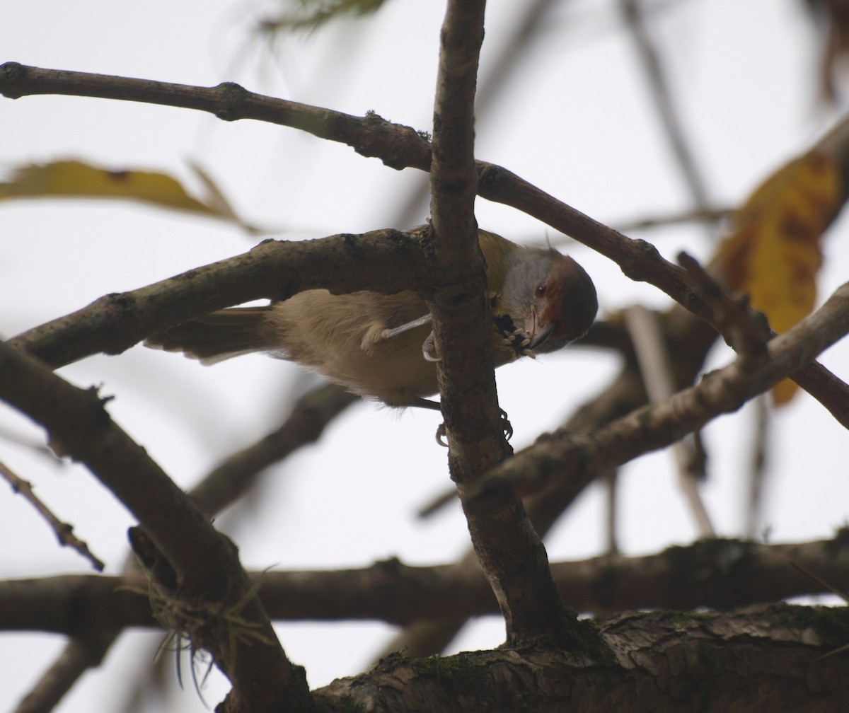 Rufous-browed Peppershrike - ML635328793