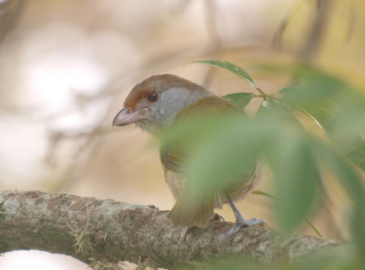 Rufous-browed Peppershrike - ML635328830