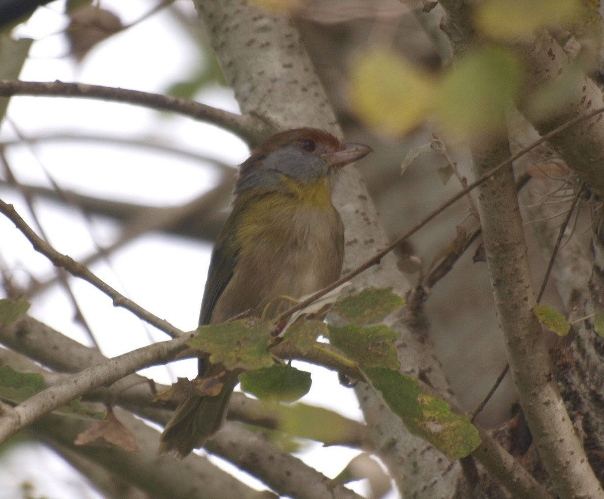 Rufous-browed Peppershrike - ML635328837