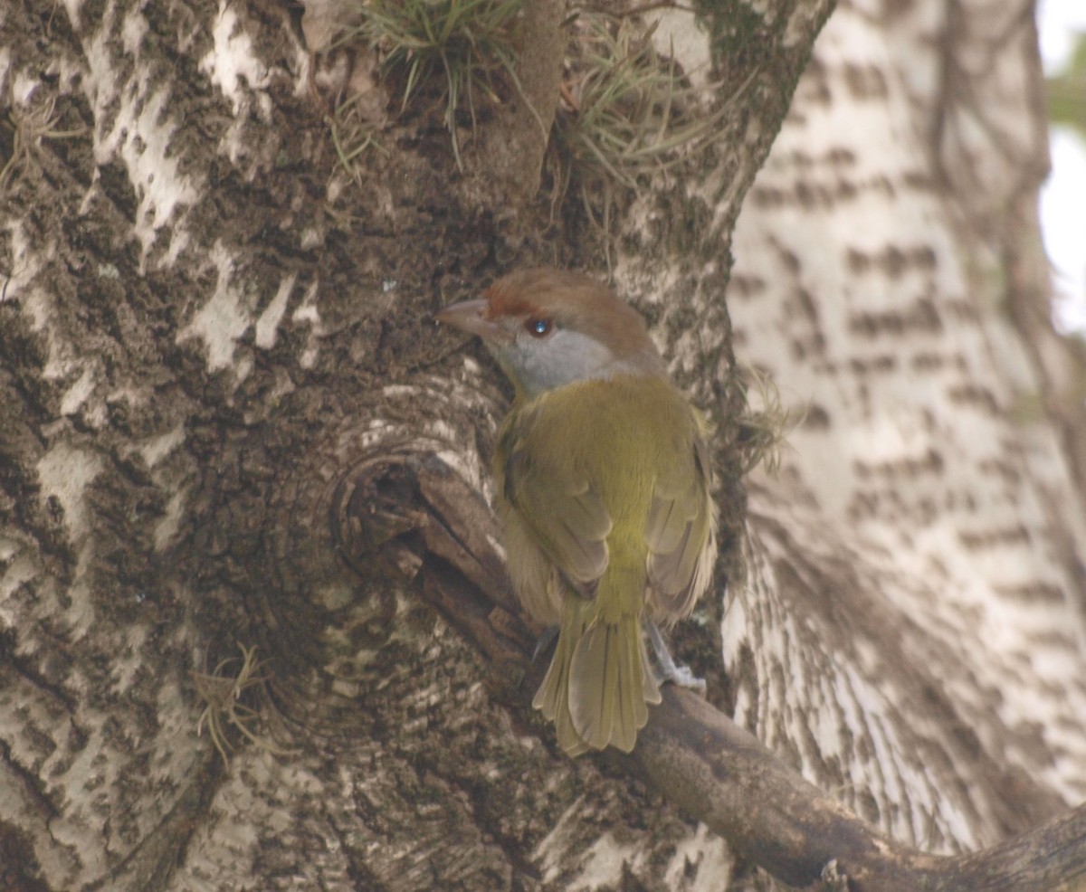 Rufous-browed Peppershrike - ML635328842