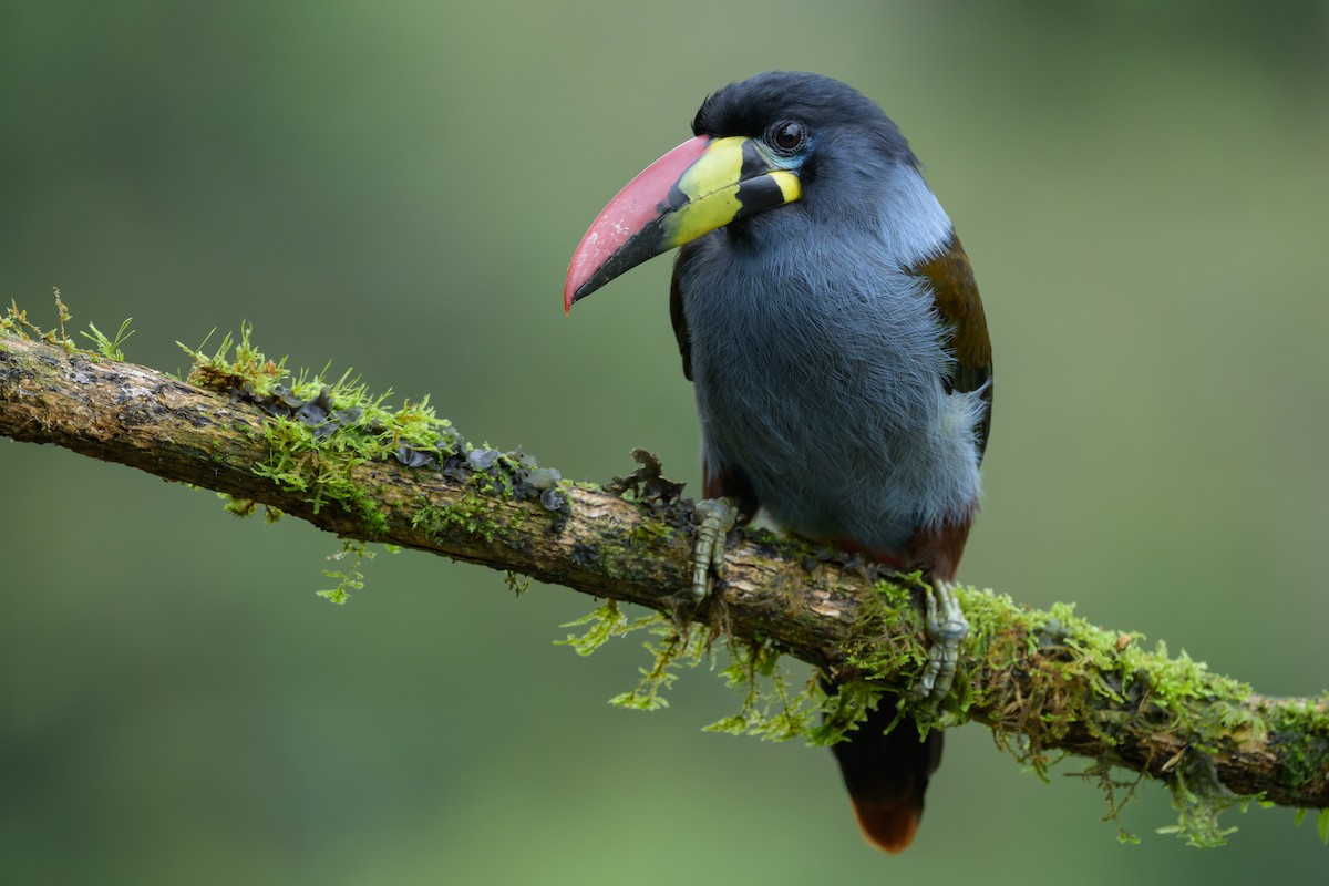 Gray-breasted Mountain-Toucan - ML635328948