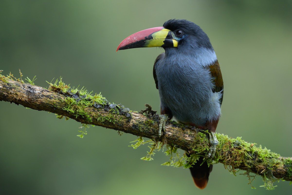Gray-breasted Mountain-Toucan - ML635328949