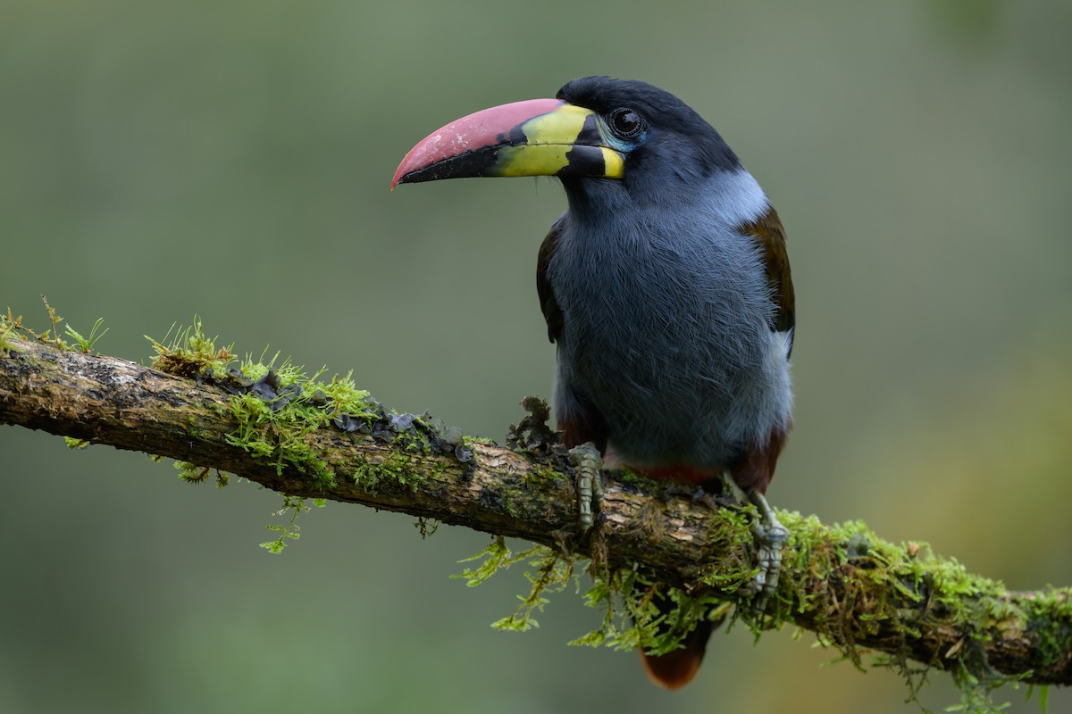 Gray-breasted Mountain-Toucan - ML635328951