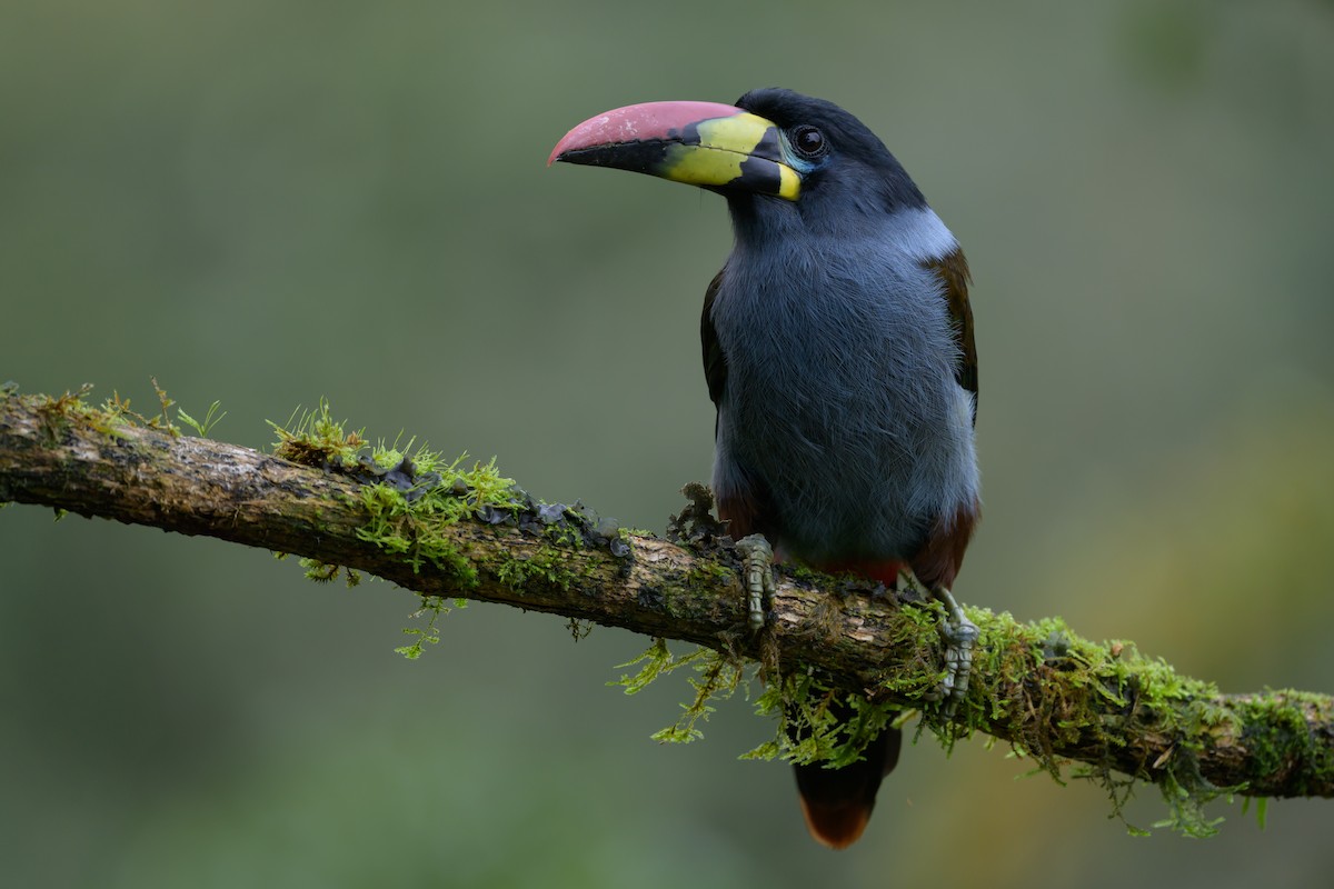 Gray-breasted Mountain-Toucan - ML635328952