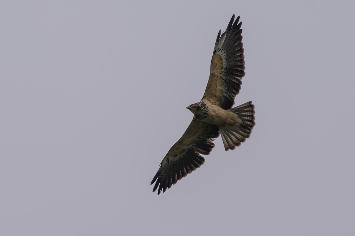 Swainson's Hawk - ML635328976