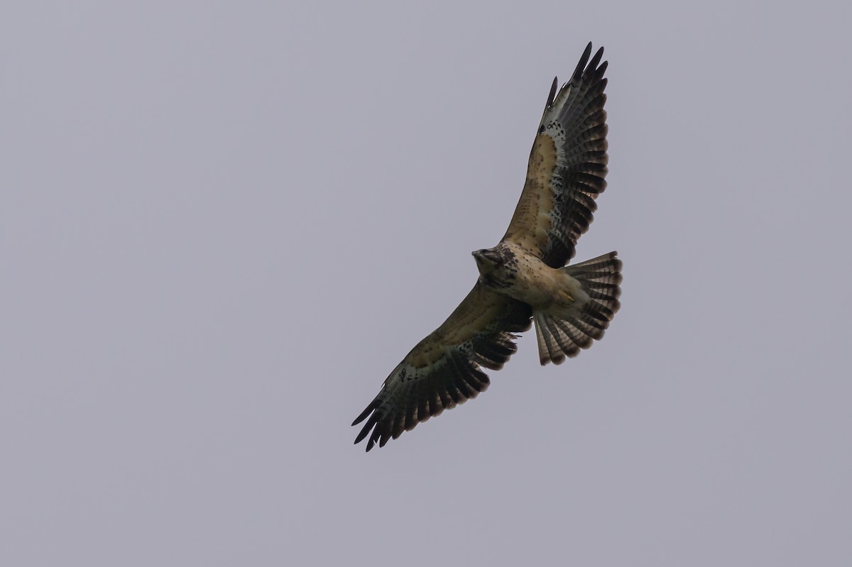 Swainson's Hawk - ML635328977