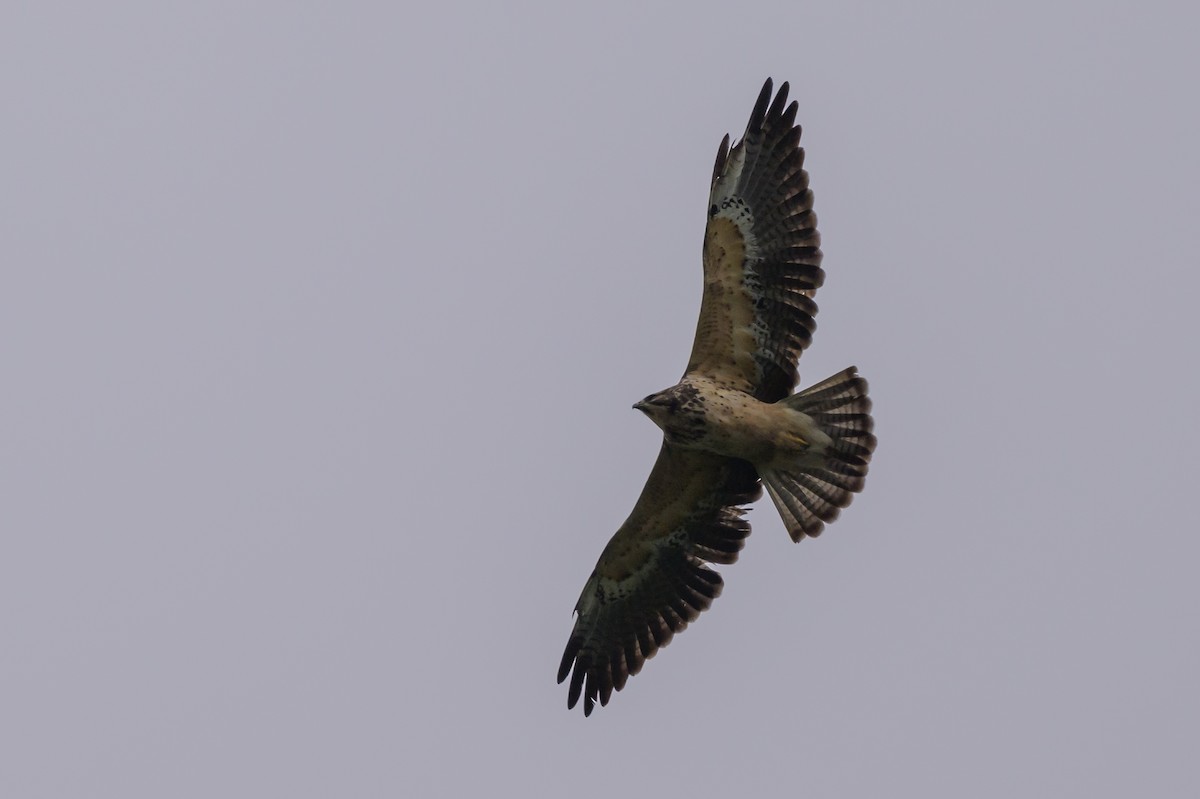 Swainson's Hawk - ML635328978