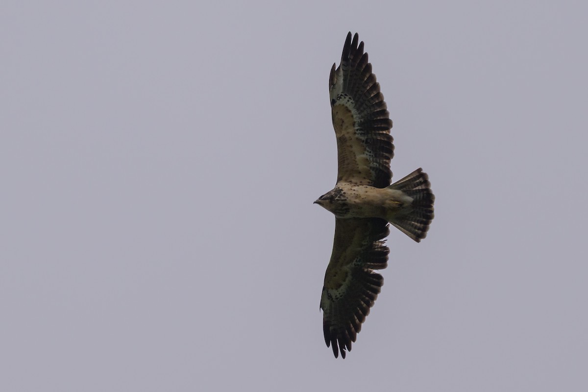 Swainson's Hawk - ML635328979