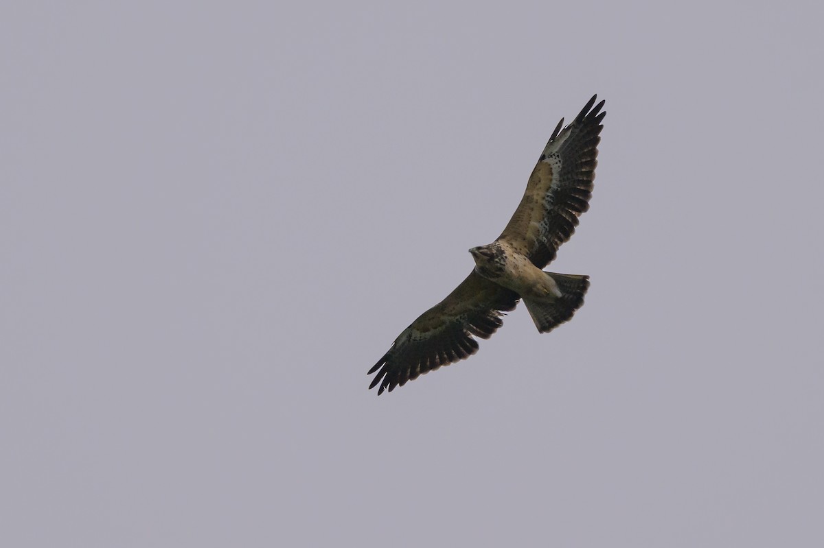 Swainson's Hawk - ML635328980