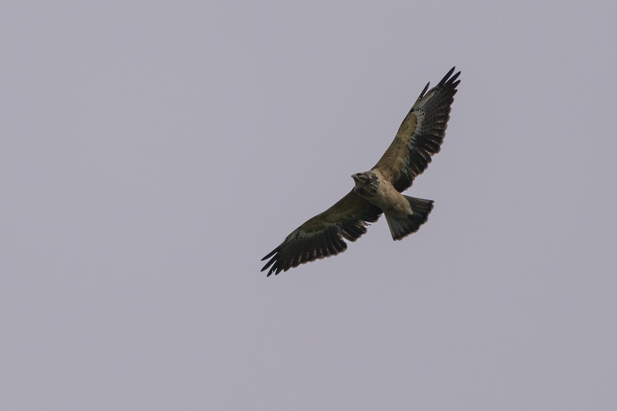 Swainson's Hawk - ML635328981
