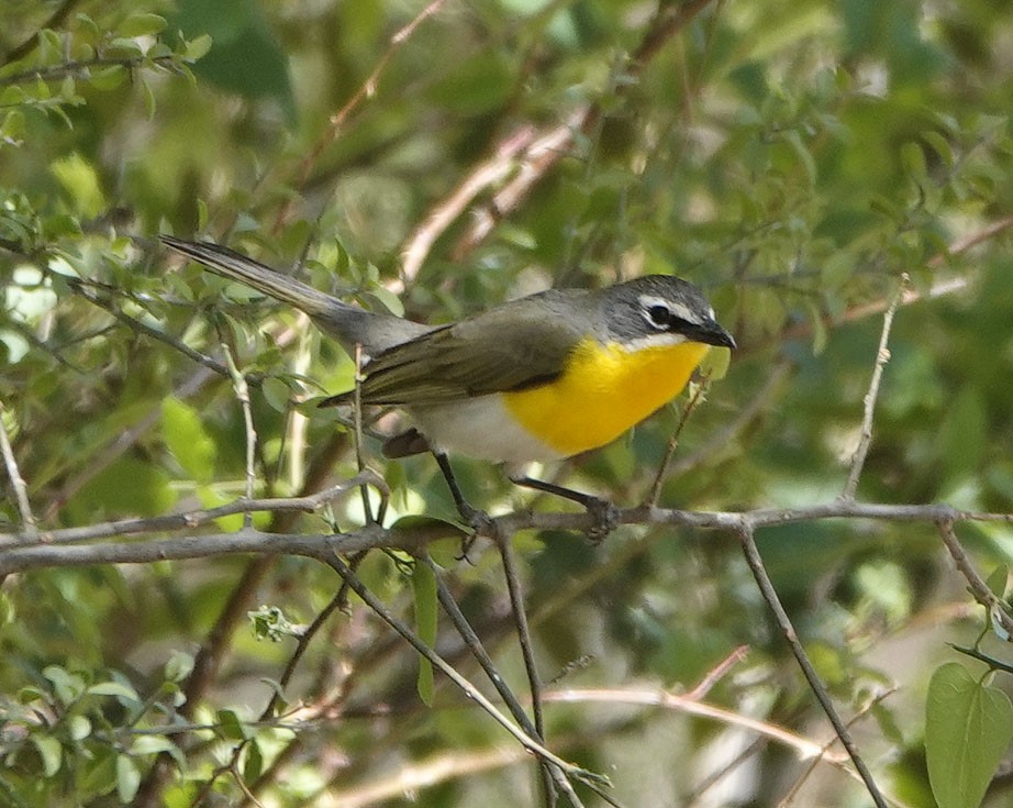 Yellow-breasted Chat - ML635328995