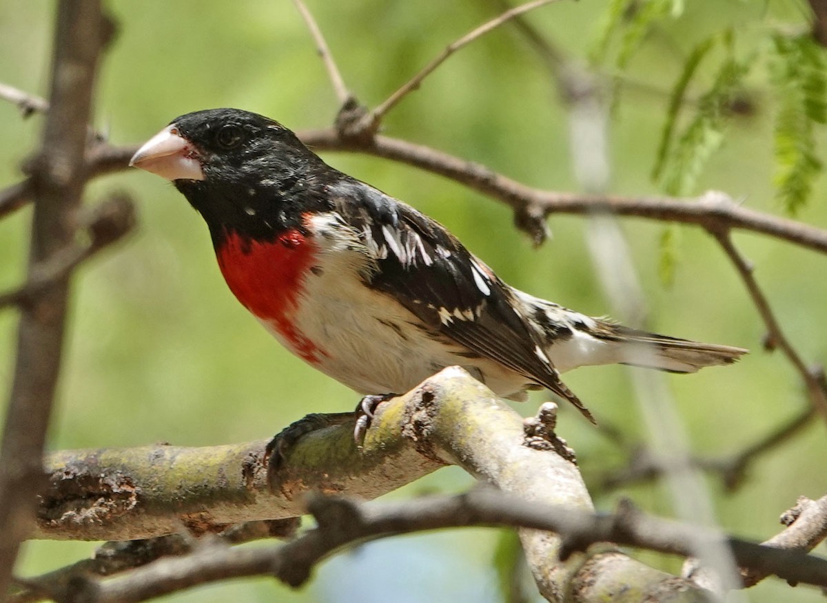 Rose-breasted Grosbeak - ML635328999