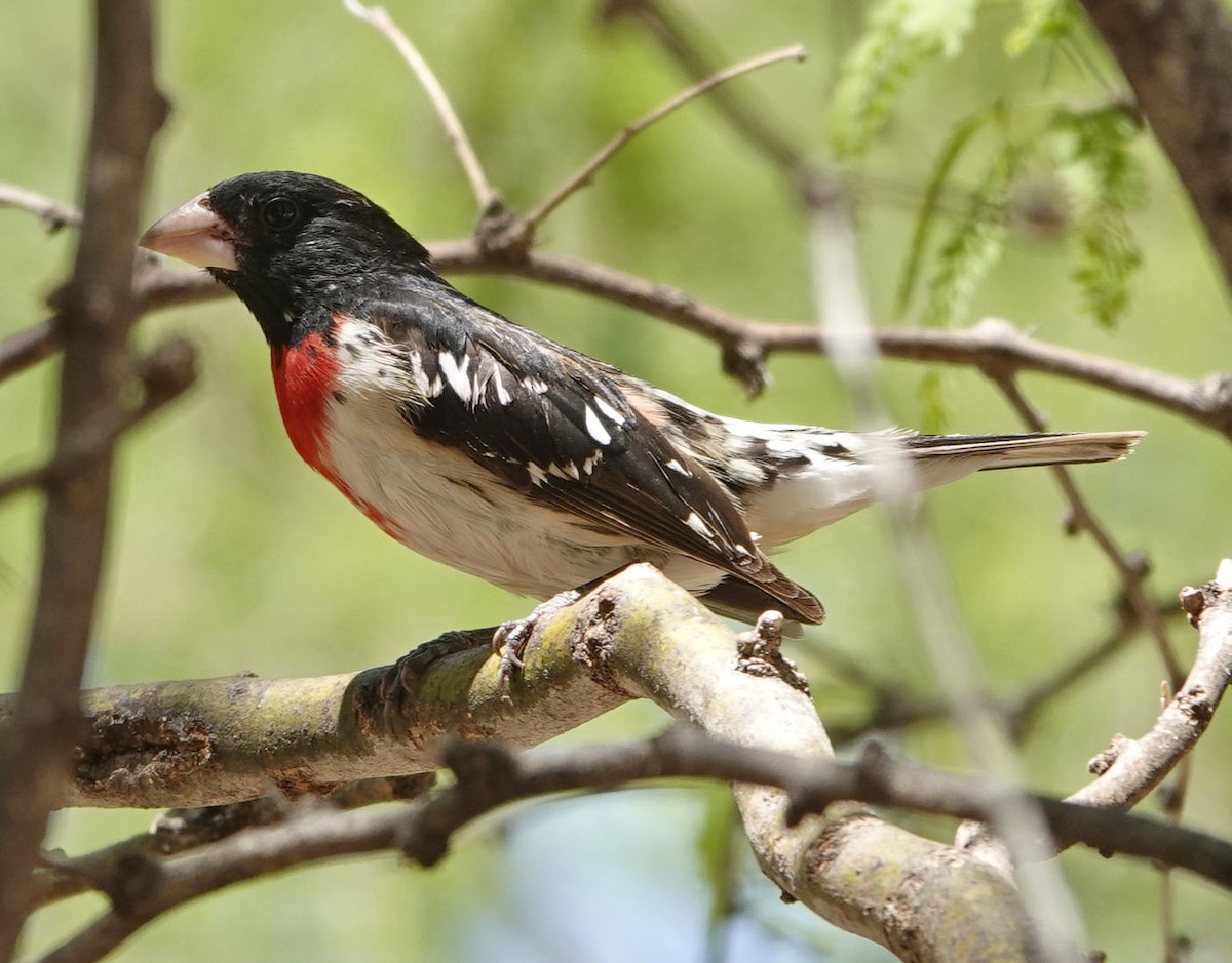 Rose-breasted Grosbeak - ML635329000