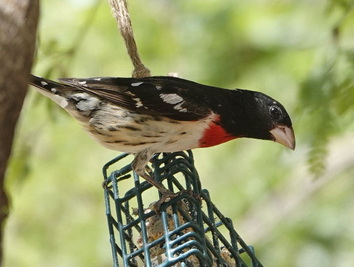 Rose-breasted Grosbeak - ML635329009