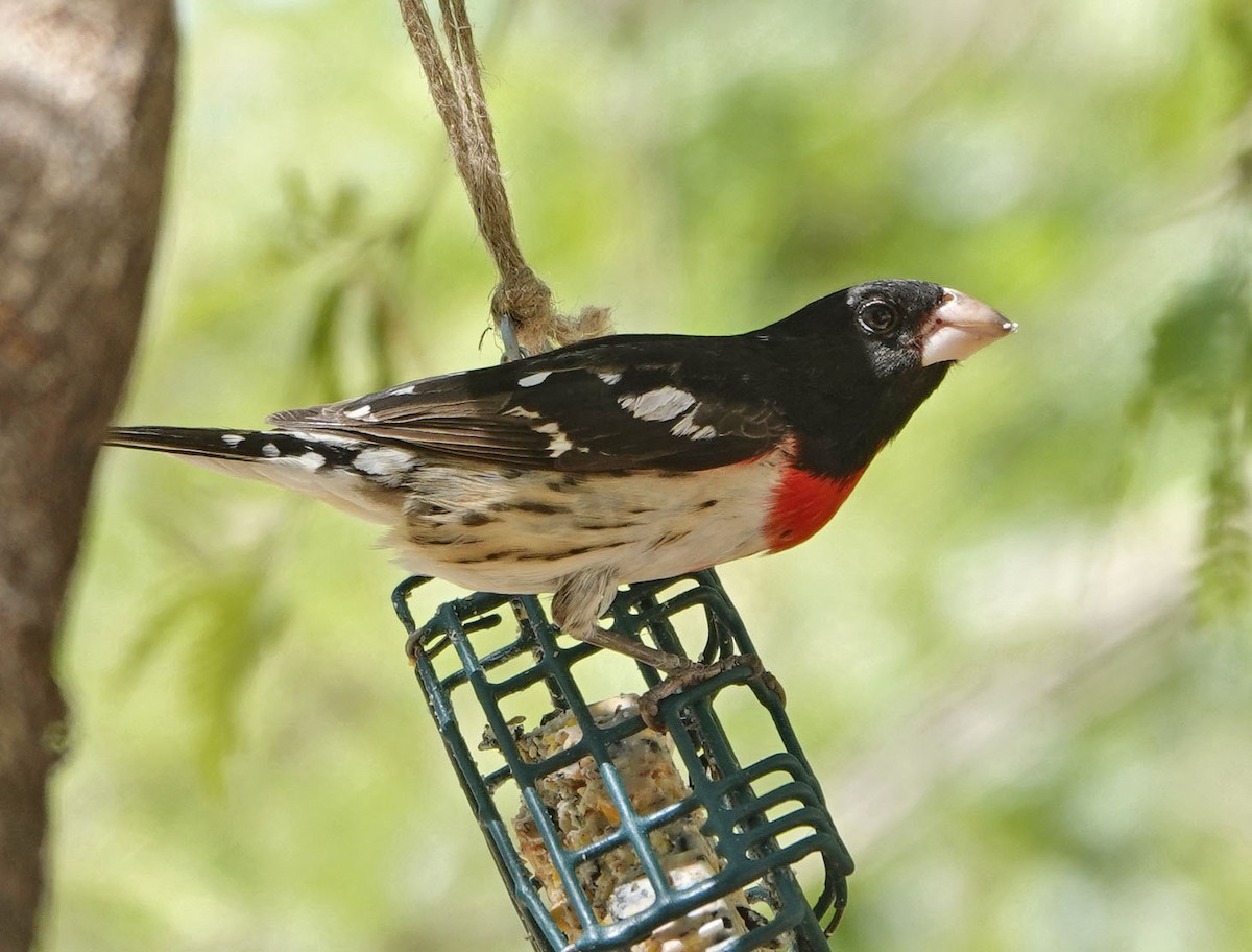 Rose-breasted Grosbeak - ML635329010