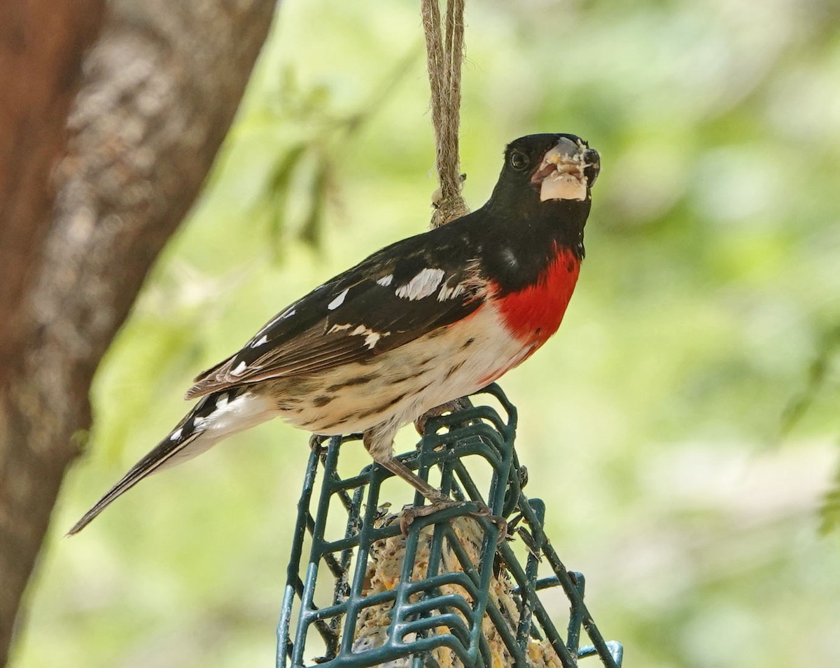 Rose-breasted Grosbeak - ML635329013