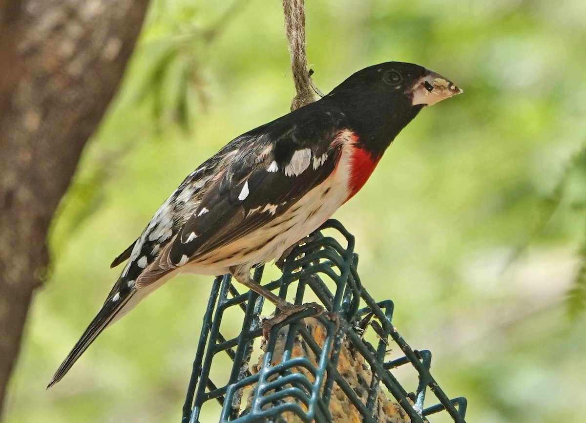 Rose-breasted Grosbeak - ML635329014