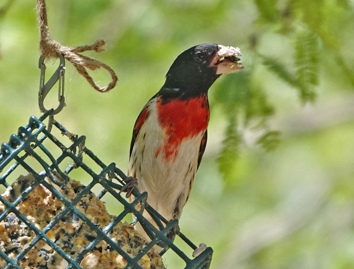 Rose-breasted Grosbeak - ML635329021
