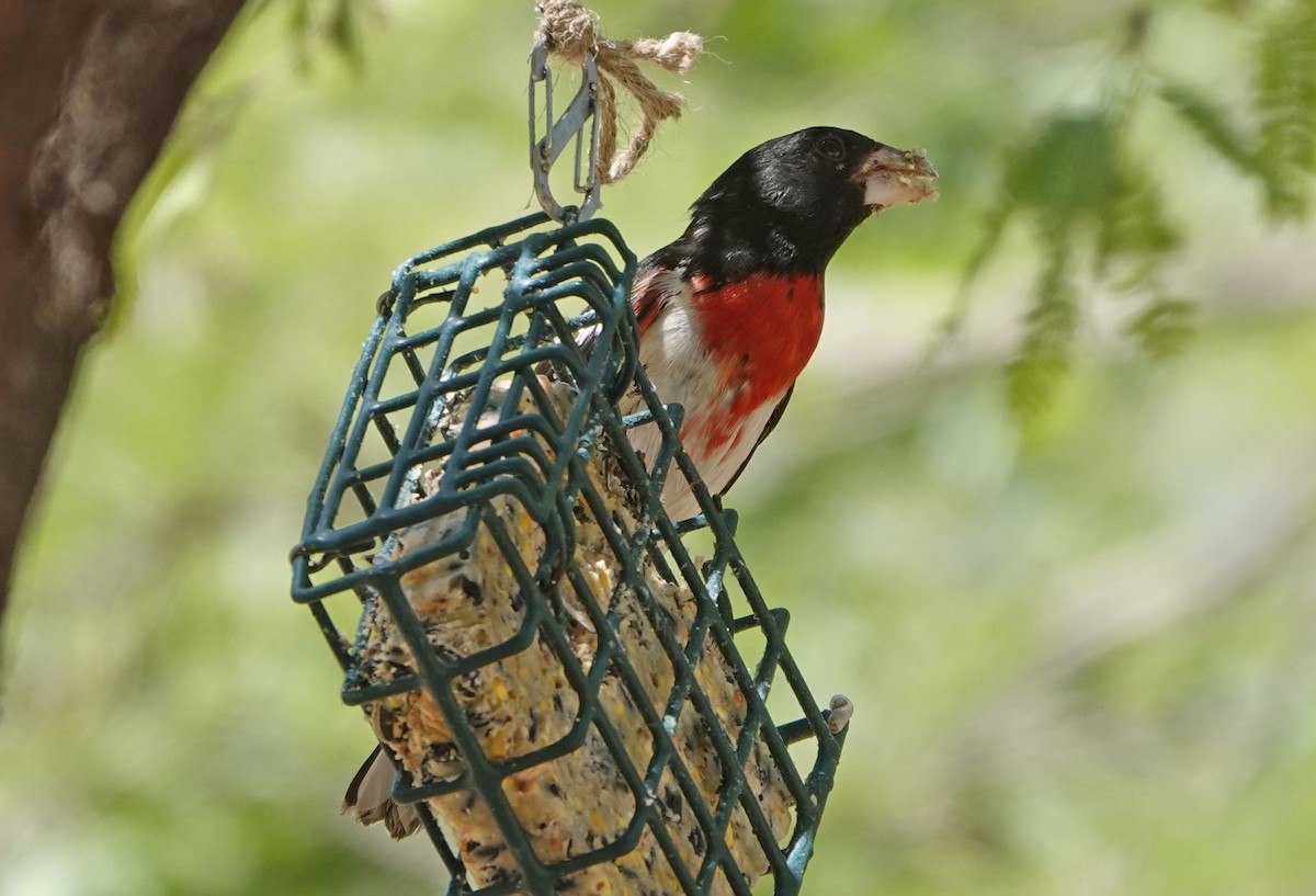 Rose-breasted Grosbeak - ML635329022