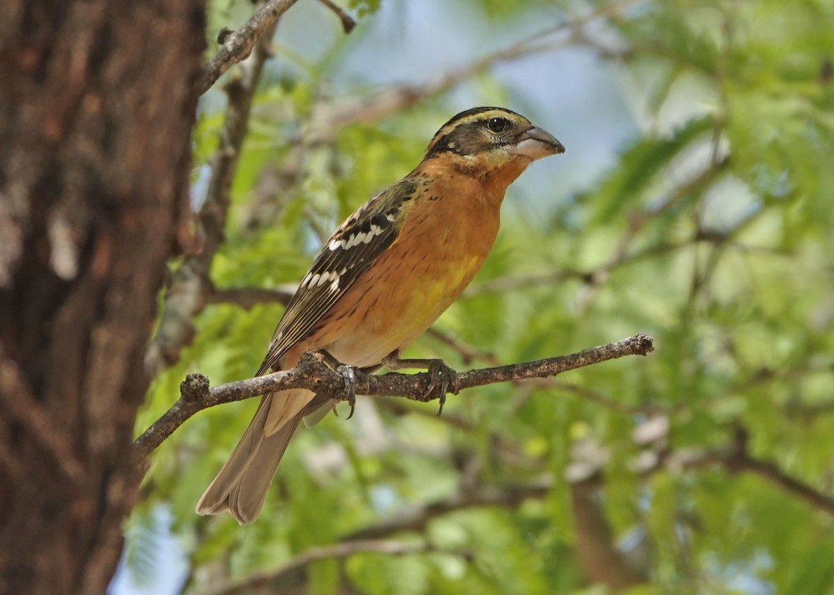 Black-headed Grosbeak - ML635329028