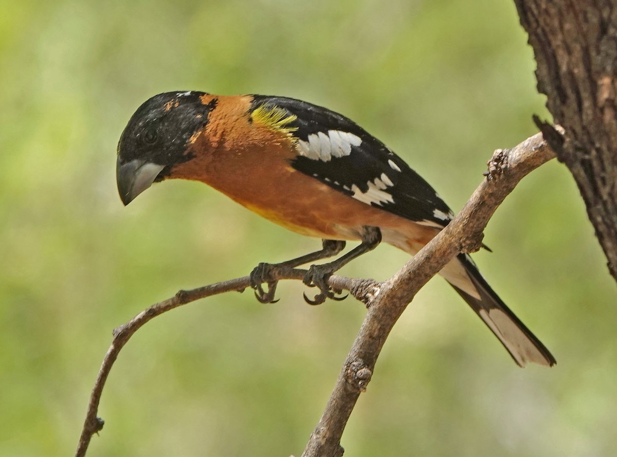 Black-headed Grosbeak - ML635329029