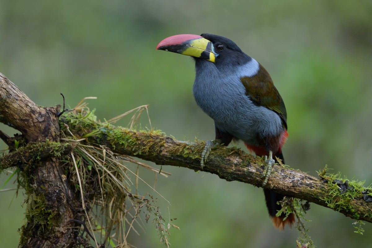 Gray-breasted Mountain-Toucan - ML635329054
