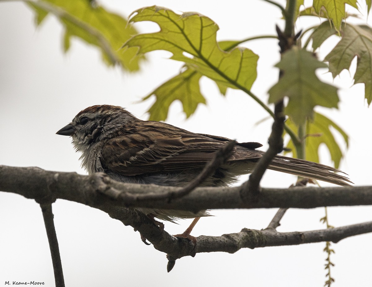 Карнатка білоброва - ML635329116