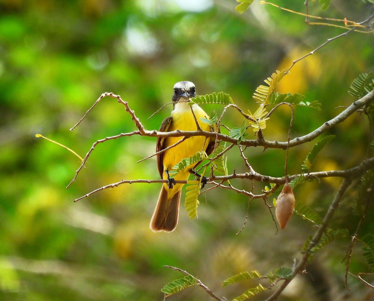 Social Flycatcher - ML635329126
