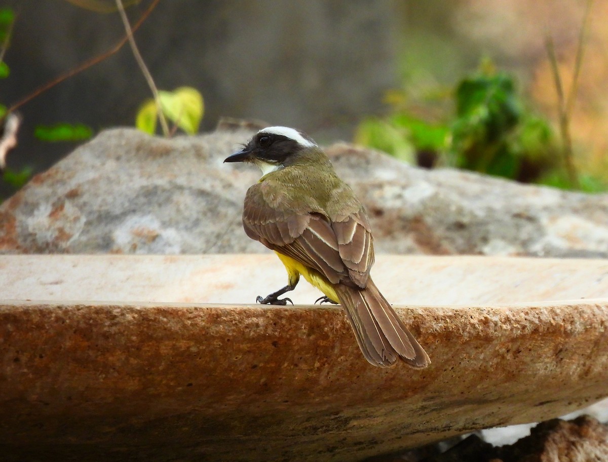 Social Flycatcher - ML635329128