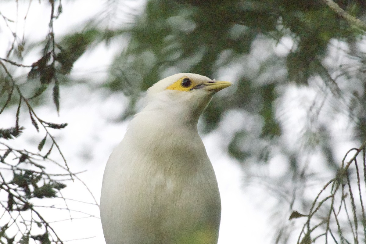 Black-winged Myna - ML635329219