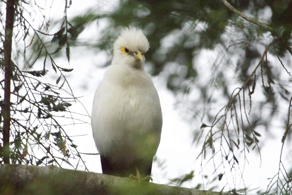 Black-winged Myna - ML635329255