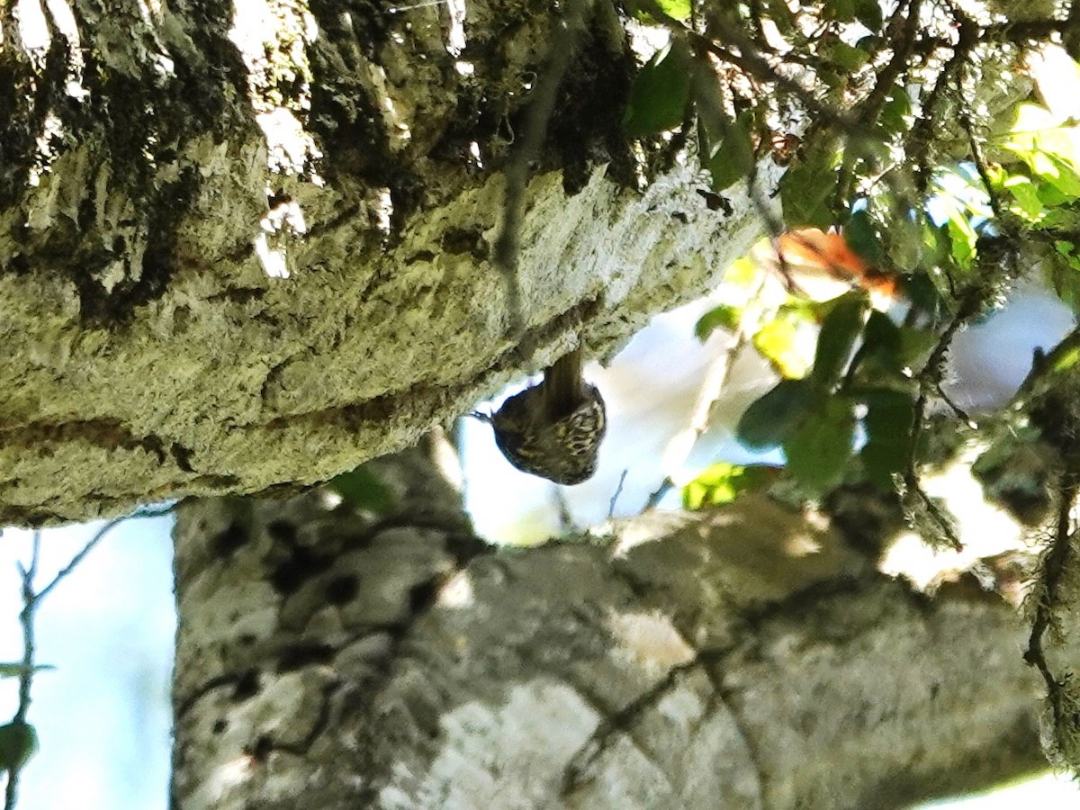 Brown Creeper - ML635329272