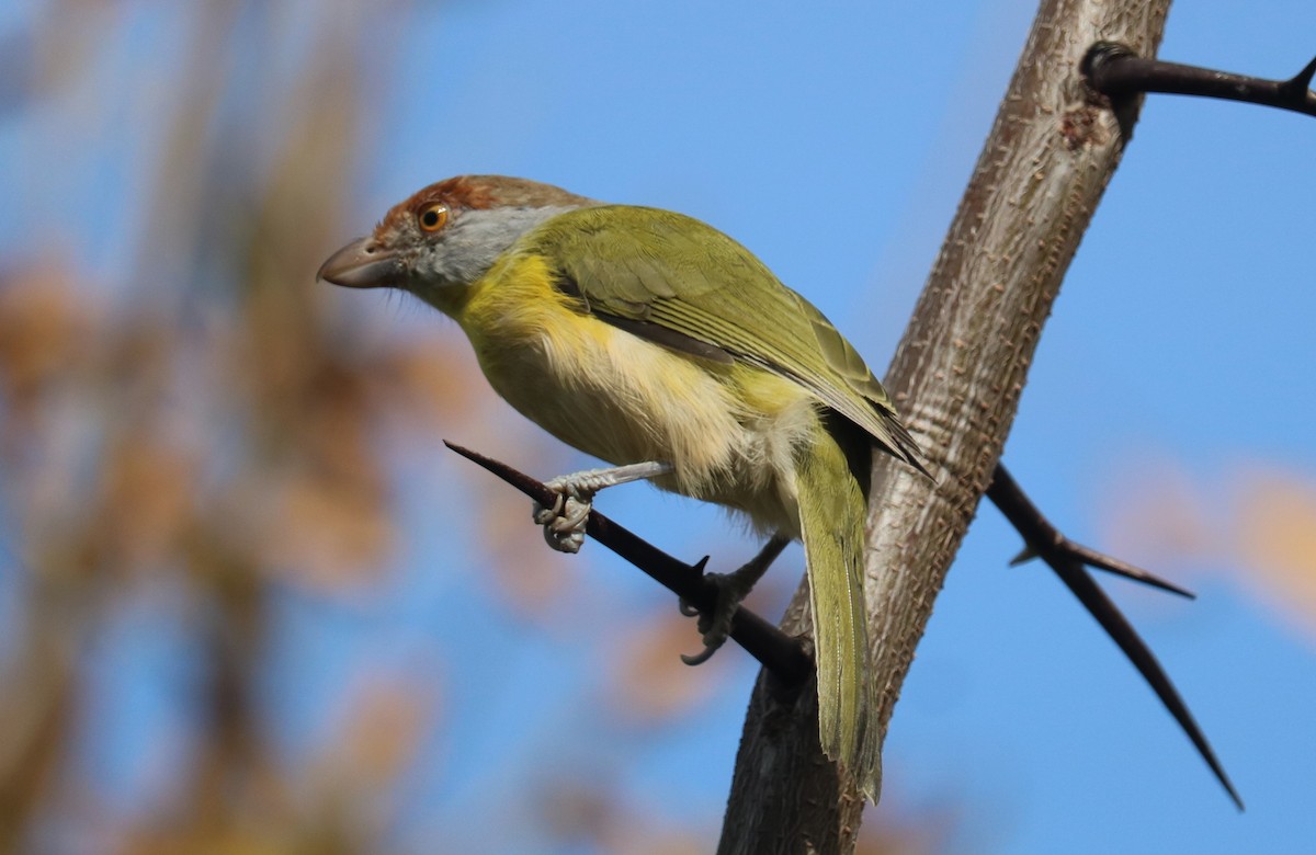 Rufous-browed Peppershrike - ML635329321