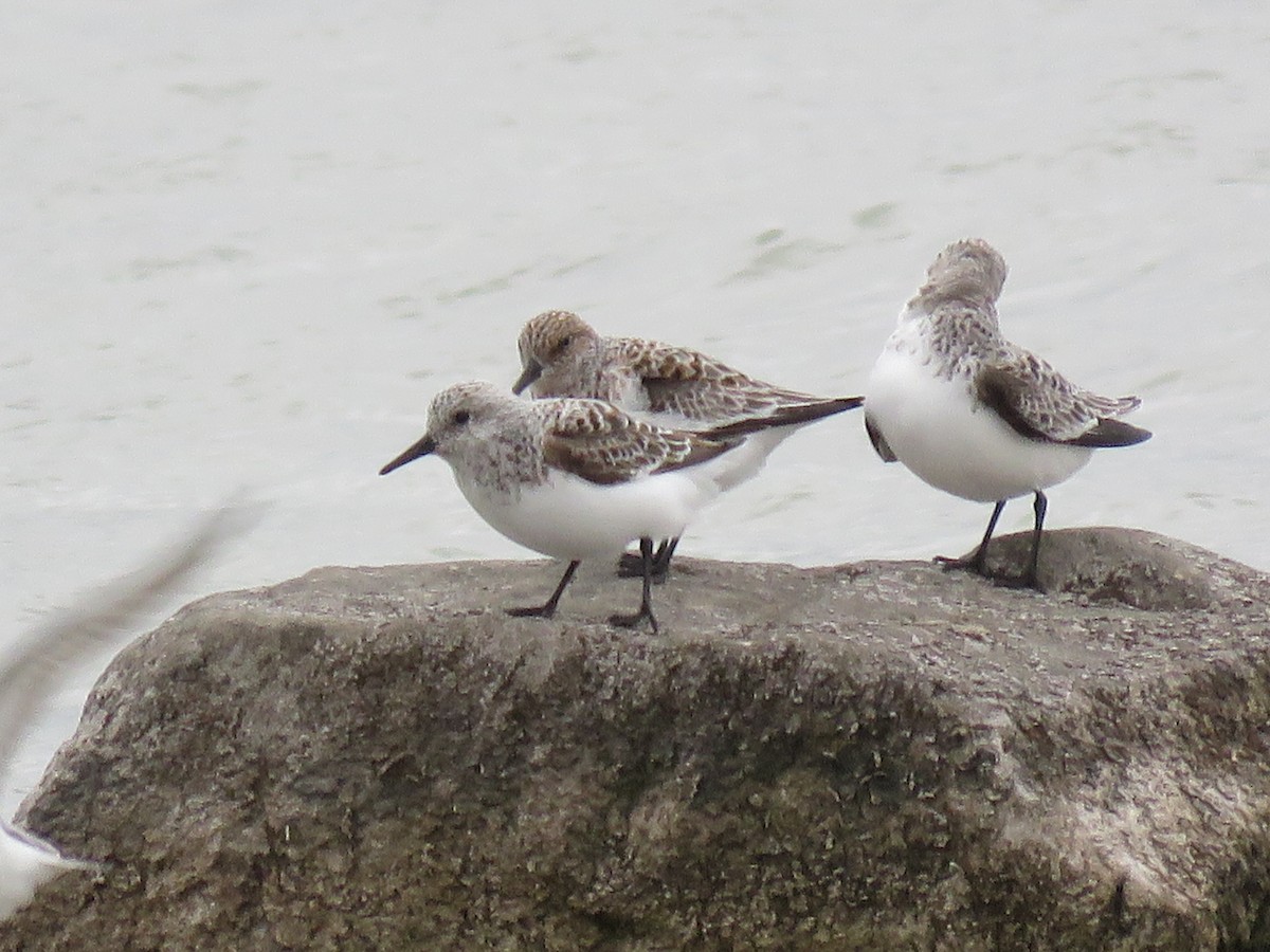 Sanderling - ML635329392