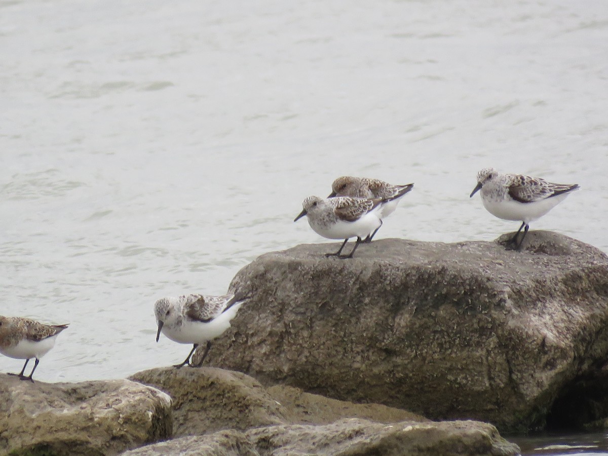 Sanderling - ML635329394