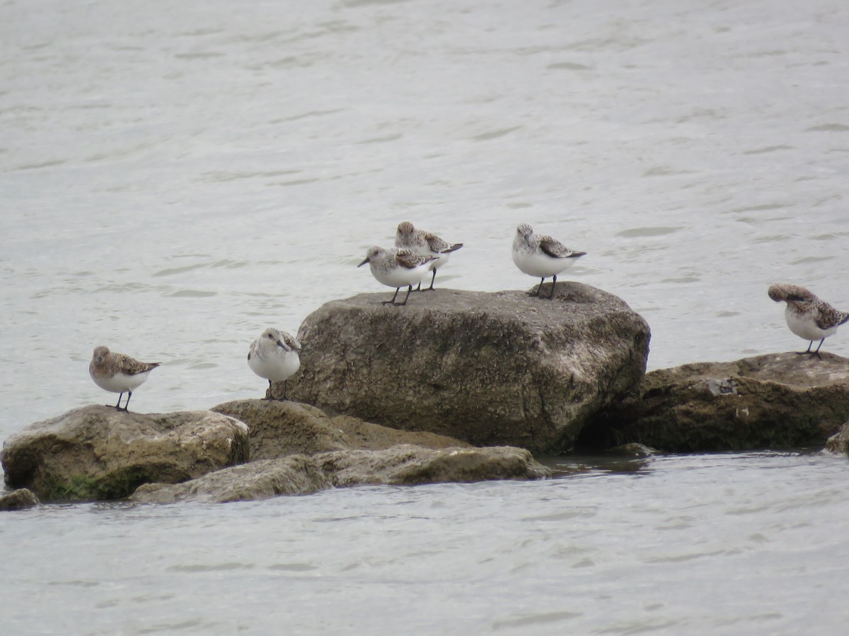 Sanderling - ML635329395