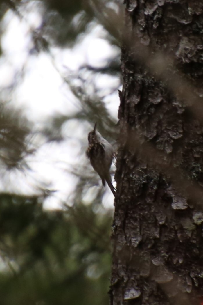 Brown Creeper - ML635329465