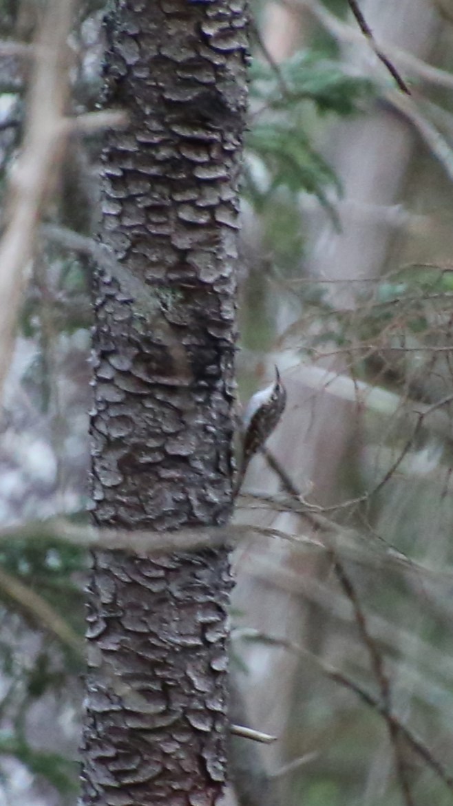 Brown Creeper - ML635329467