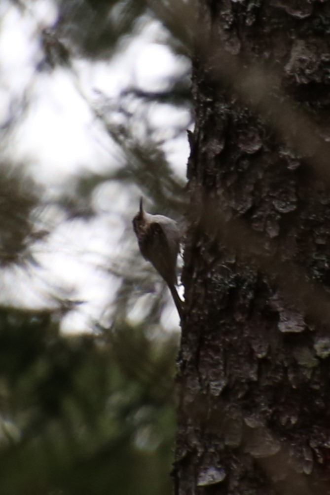 Brown Creeper - ML635329469