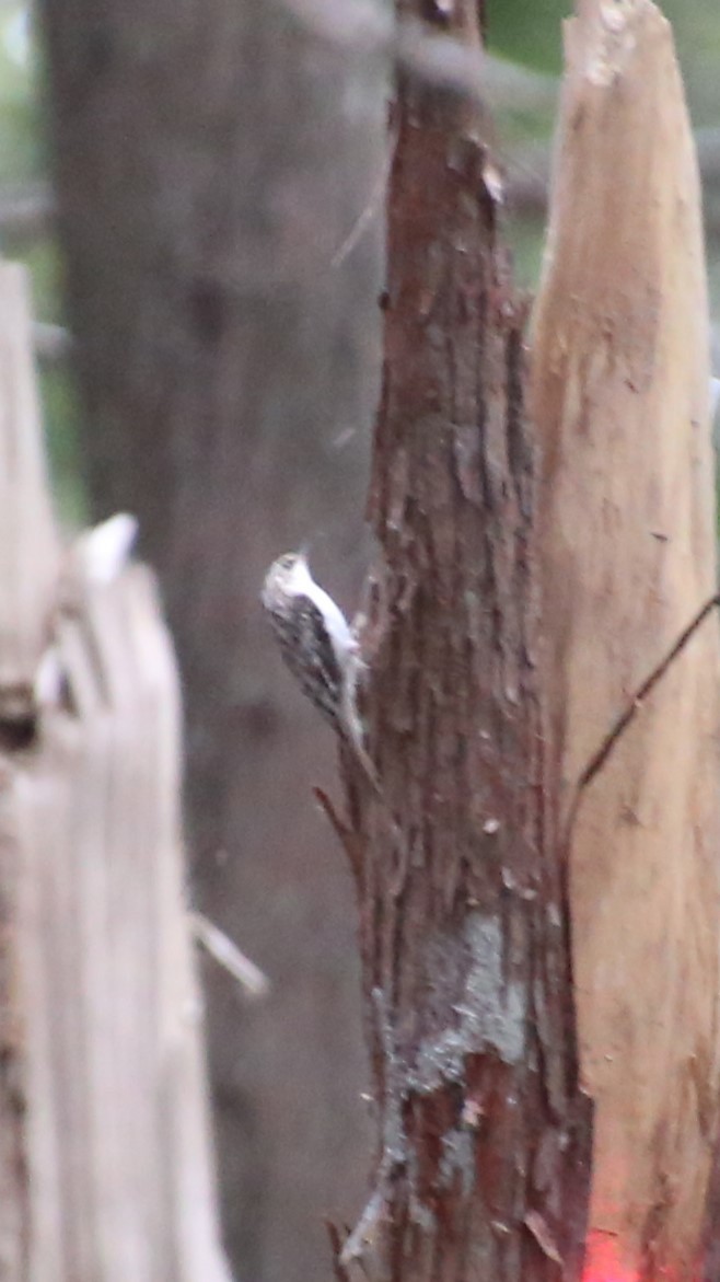 Brown Creeper - ML635329470