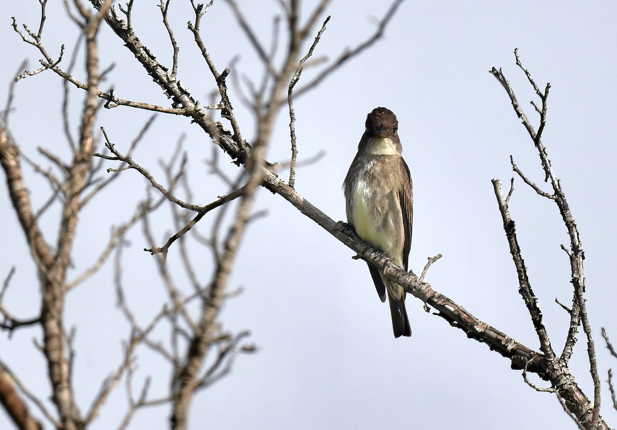 Olive-sided Flycatcher - ML635329498