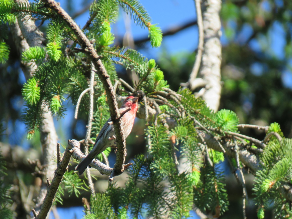 House Finch - ML635329518