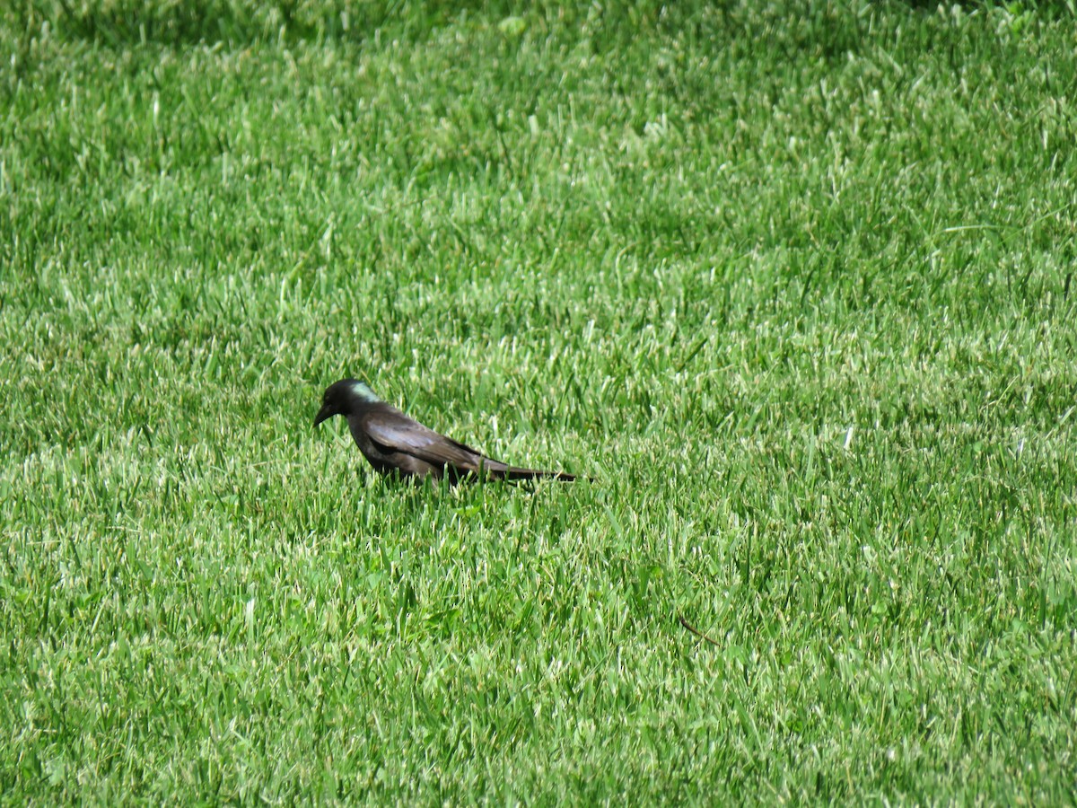 Common Grackle - ML635329531