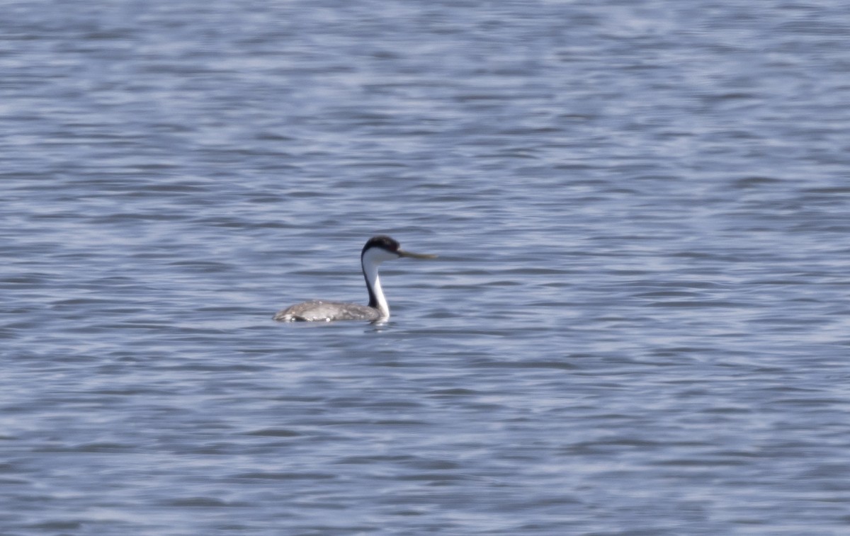 Western Grebe - ML635329598