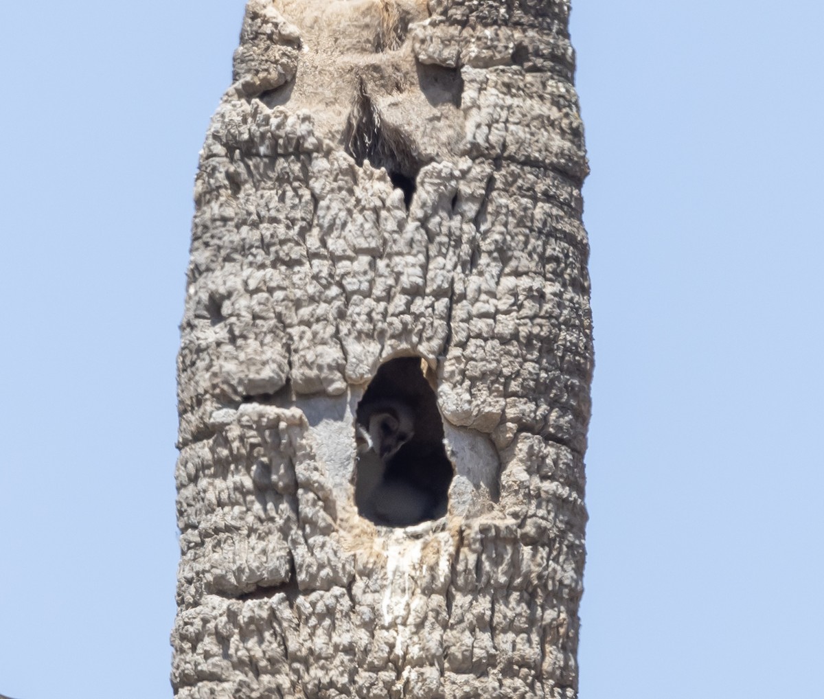 American Barn Owl - ML635329610