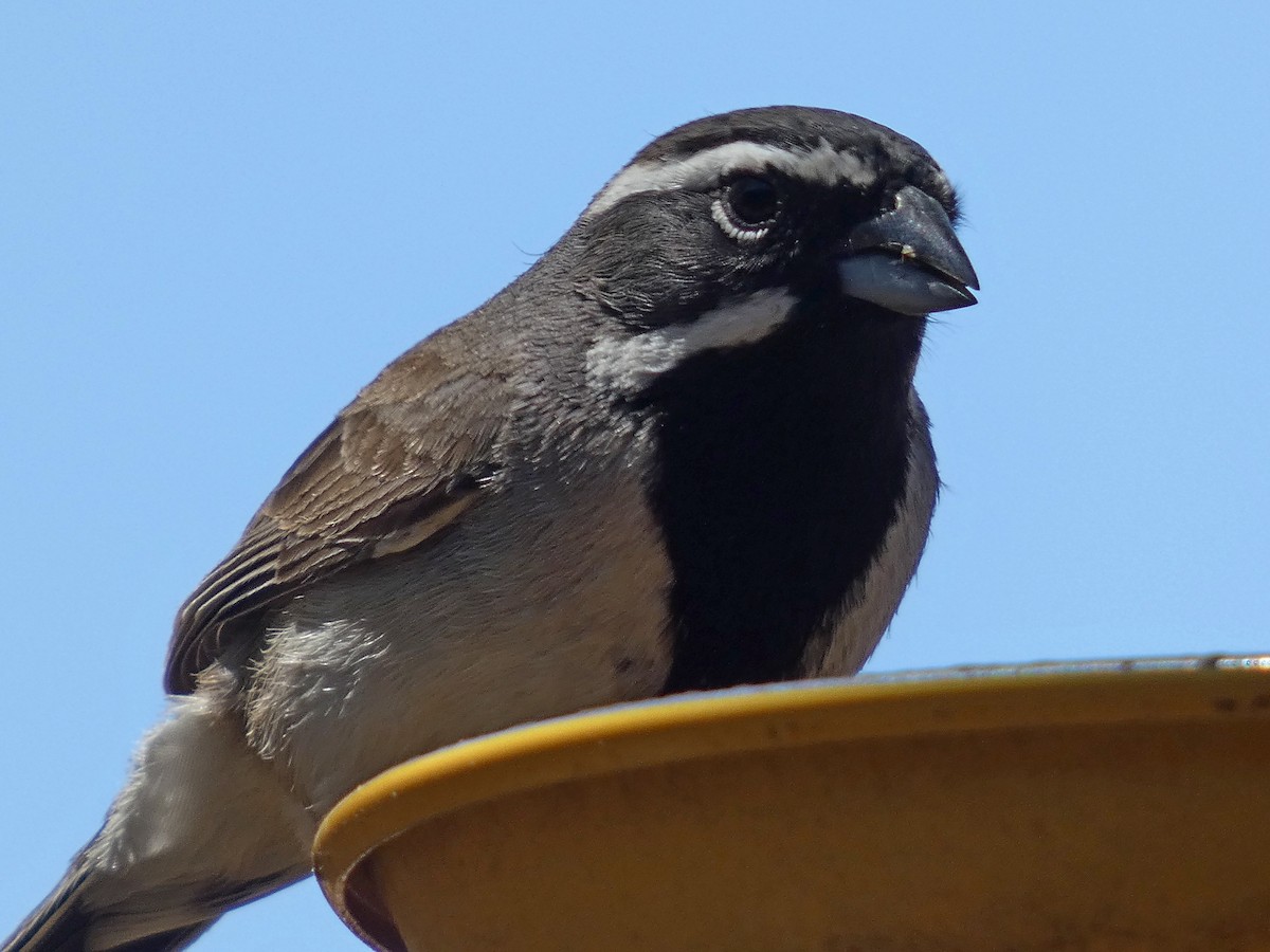 Black-throated Sparrow - ML635329630