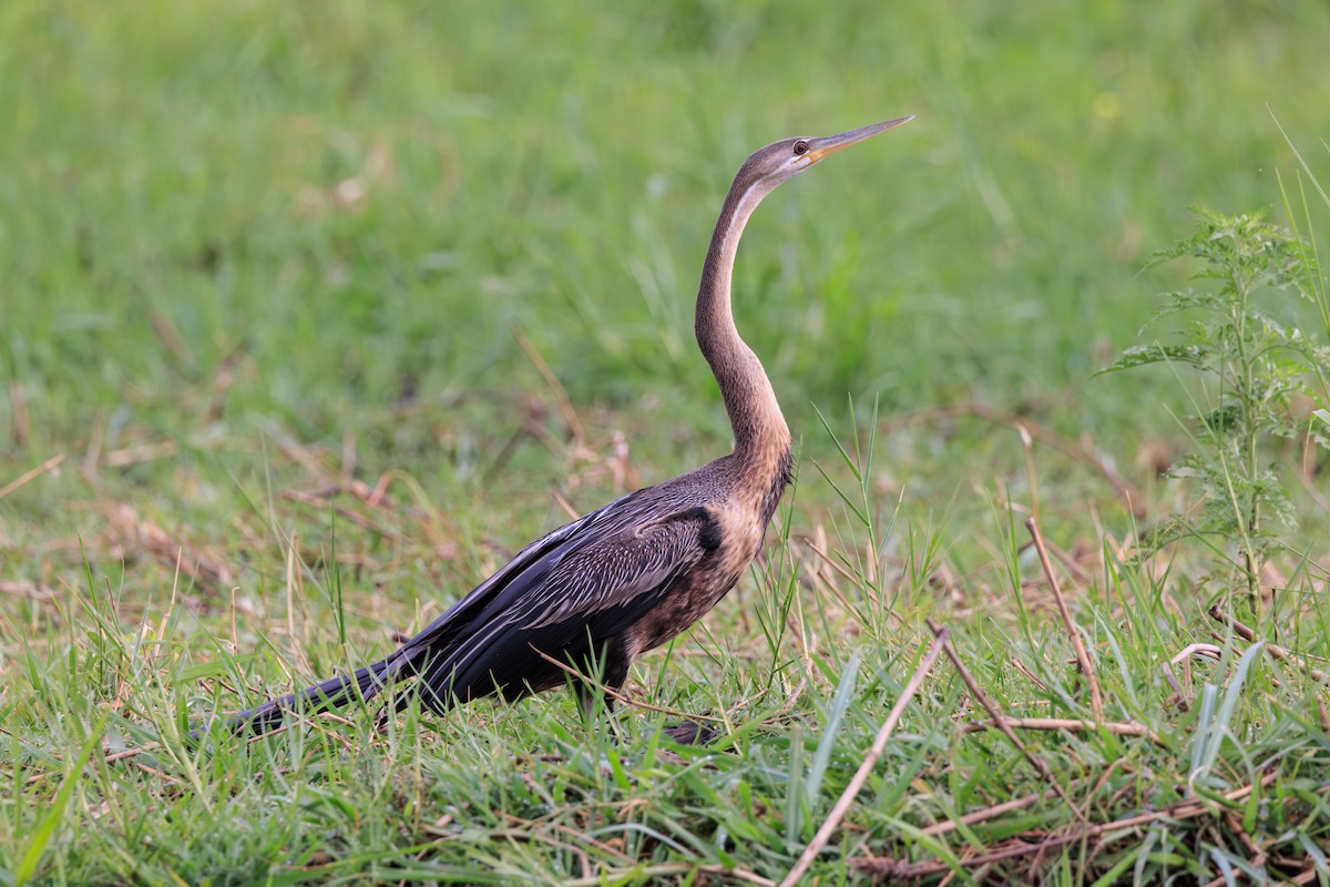 anhinga africká - ML635329644